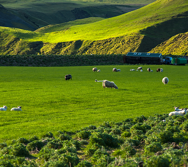 Nuova Zelanda: Aotearoa